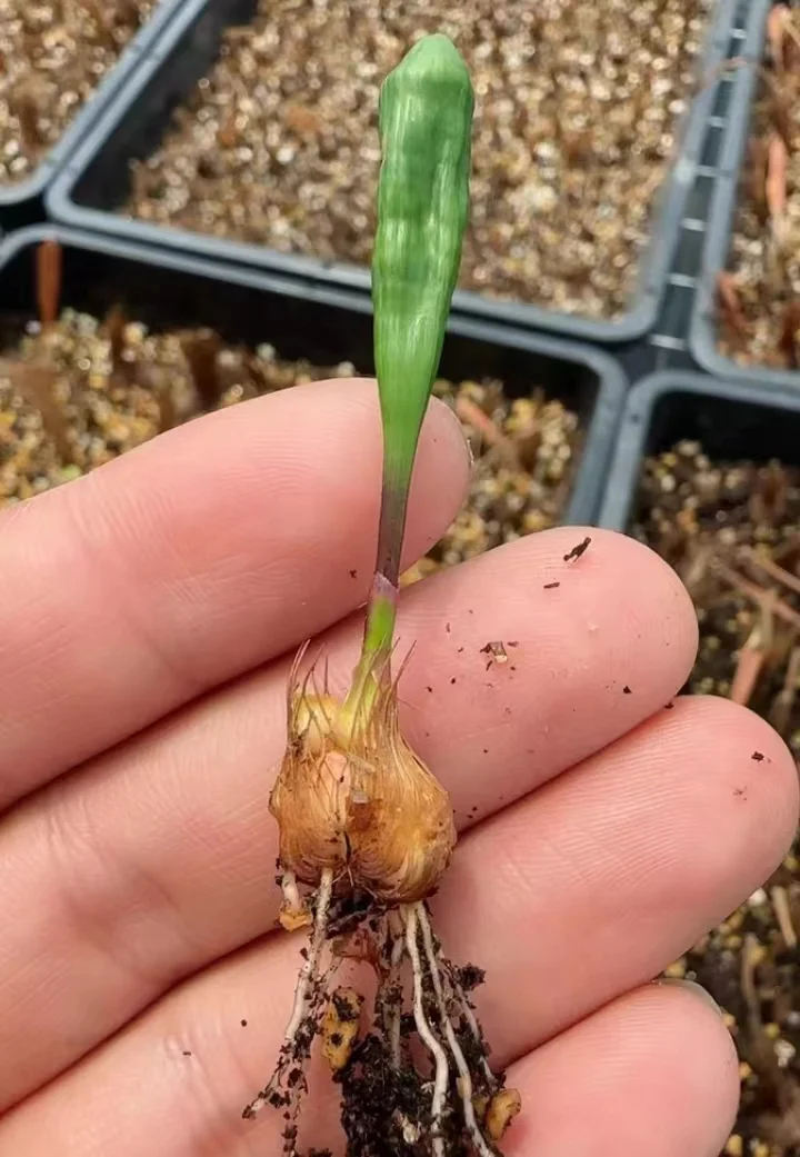 plant Aeonium Echeveria Haworthia  Caudex  Lithops Cactus  Agave 