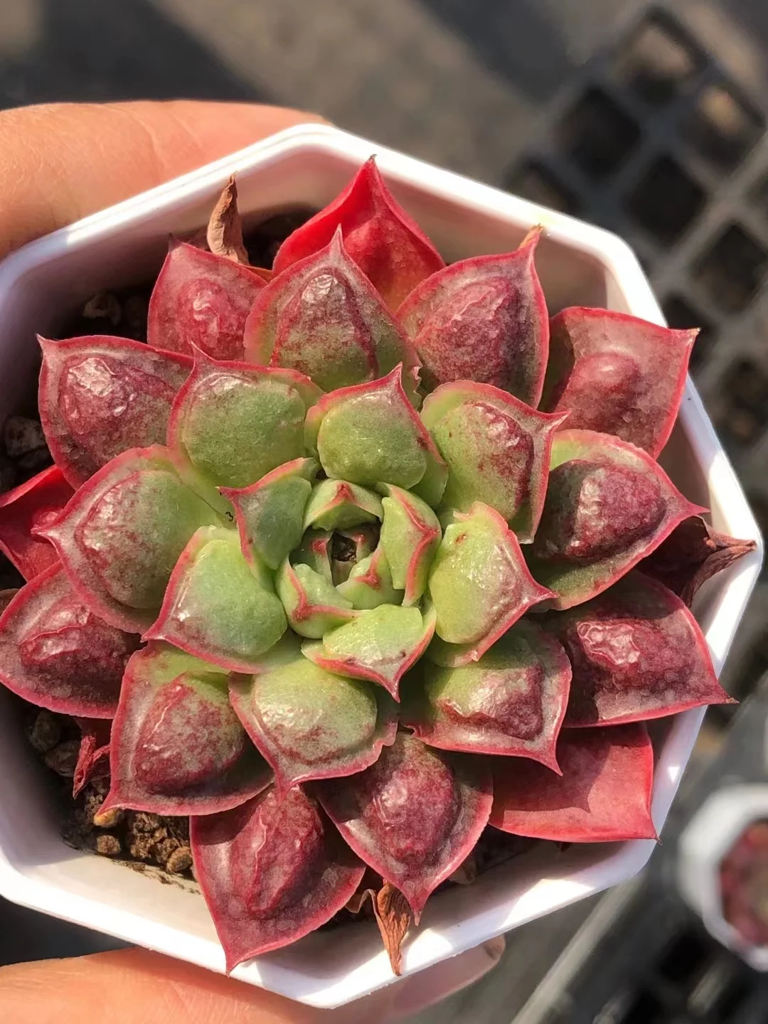 391.Rosima var. single head  4-5cm/ Echeveria / Succulent plants / Garden landscape / Carefully select healthy plants