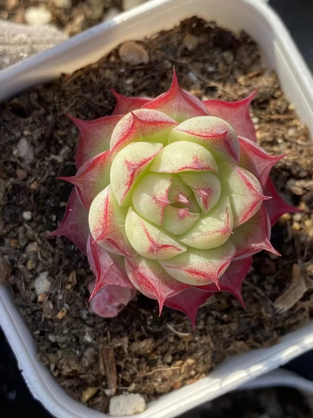 plant Aeonium Echeveria Haworthia  Caudex  Lithops Cactus  Agave 