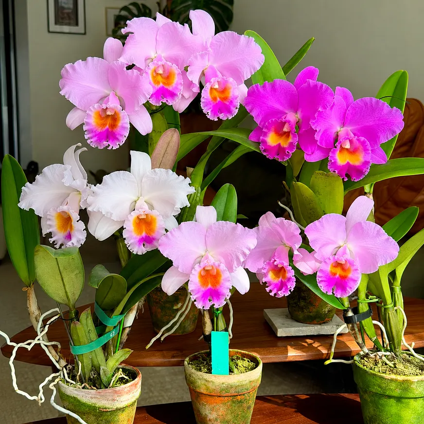 Mature Cattleya Orchid bloom