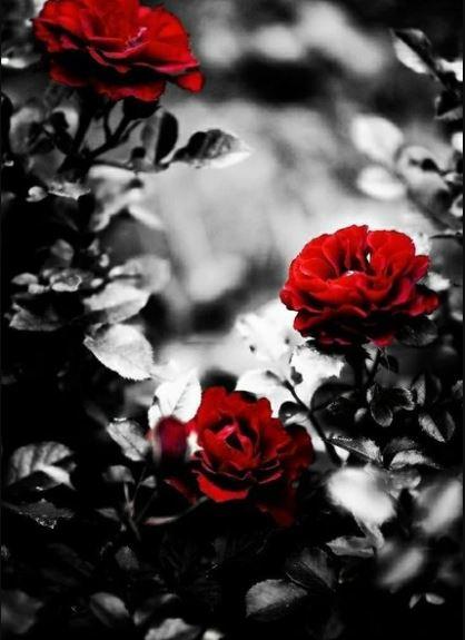

Grey Backgrounds With Roses – Paint By Numbers - 40*50CM, 501 Original