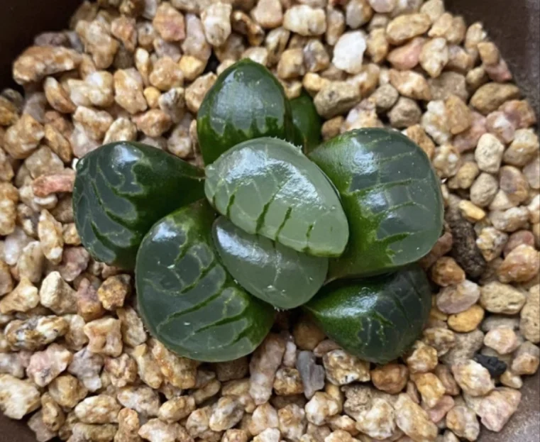 Haworthia87.Haworthia Tropical Night 3-4cm / Haworthia/ Succulent plants / Garden landscape / Carefully select healthy plants