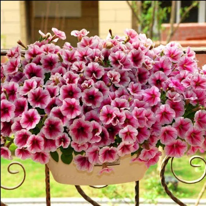 Multi-Colored  Petunia-Chilean Morning Glory Seeds