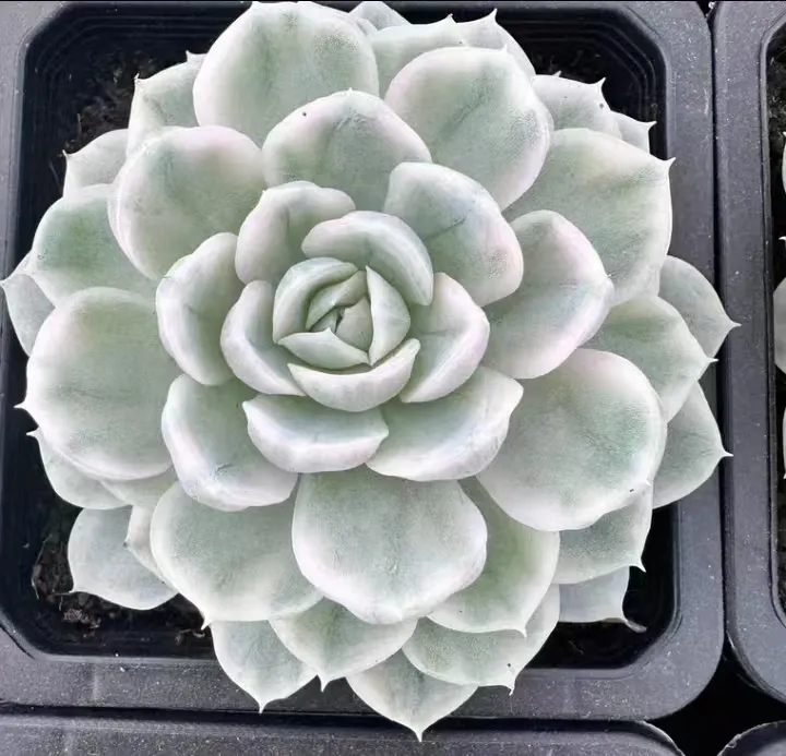 plant Aeonium Echeveria Haworthia  Caudex  Lithops Cactus  Agave 