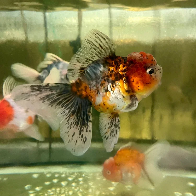 Oranda Goldfish - Assorted Colours