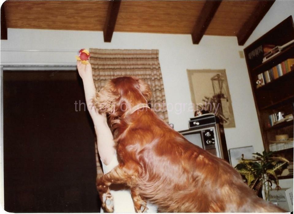 DOG PLAY Man FOUND 1970s Photo Poster painting ColorOriginal Snapshot JD 010 1 X