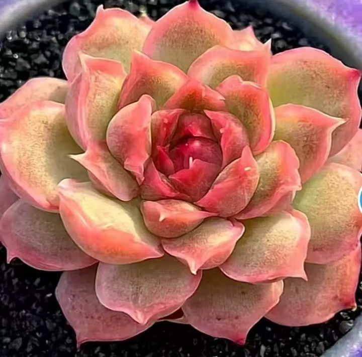 529. Crystal shrimp dumplings single head / Echeveria/ Succulent plants / Garden landscape / Carefully select healthy plants