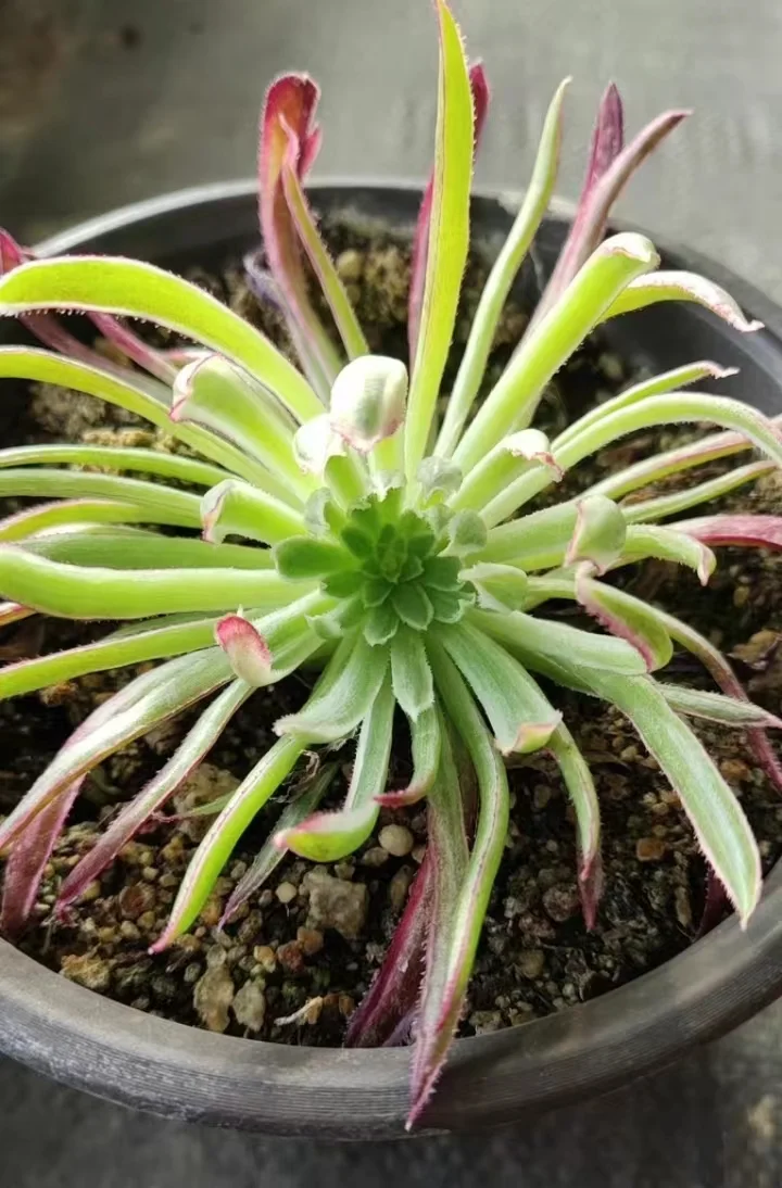 plant Aeonium Echeveria Haworthia  Caudex  Lithops Cactus  Agave 