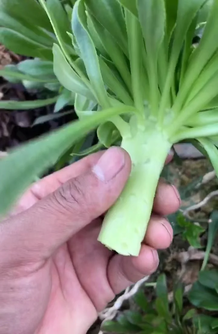 plant Aeonium Echeveria Haworthia  Caudex  Lithops Cactus  Agave 