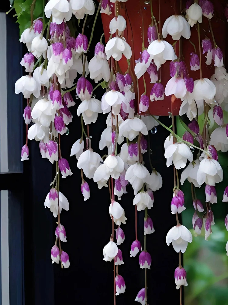 Weeping Begonia Seeds-Malus halliana