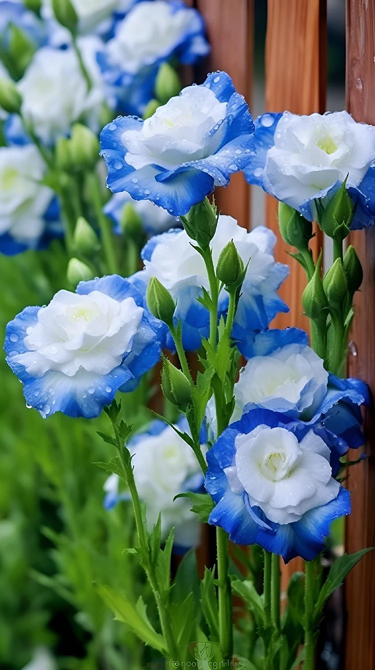 Beautiful Blue White Lisianthus Seeds