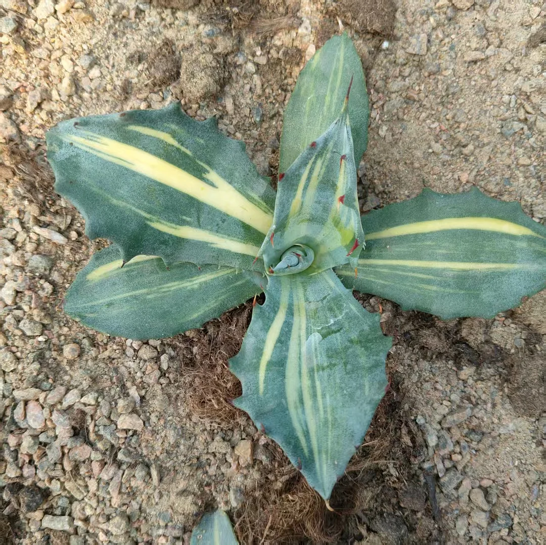 plant Aeonium Echeveria Haworthia  Caudex  Lithops Cactus  Agave 