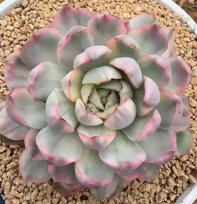 plant Aeonium Echeveria Haworthia  Caudex  Lithops Cactus  Agave 