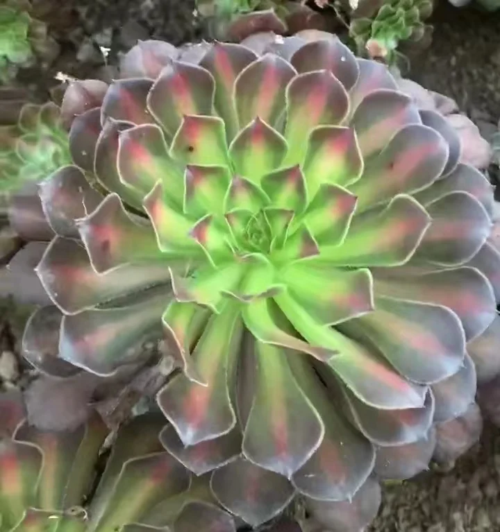 plant Aeonium Echeveria Haworthia  Caudex  Lithops Cactus  Agave 