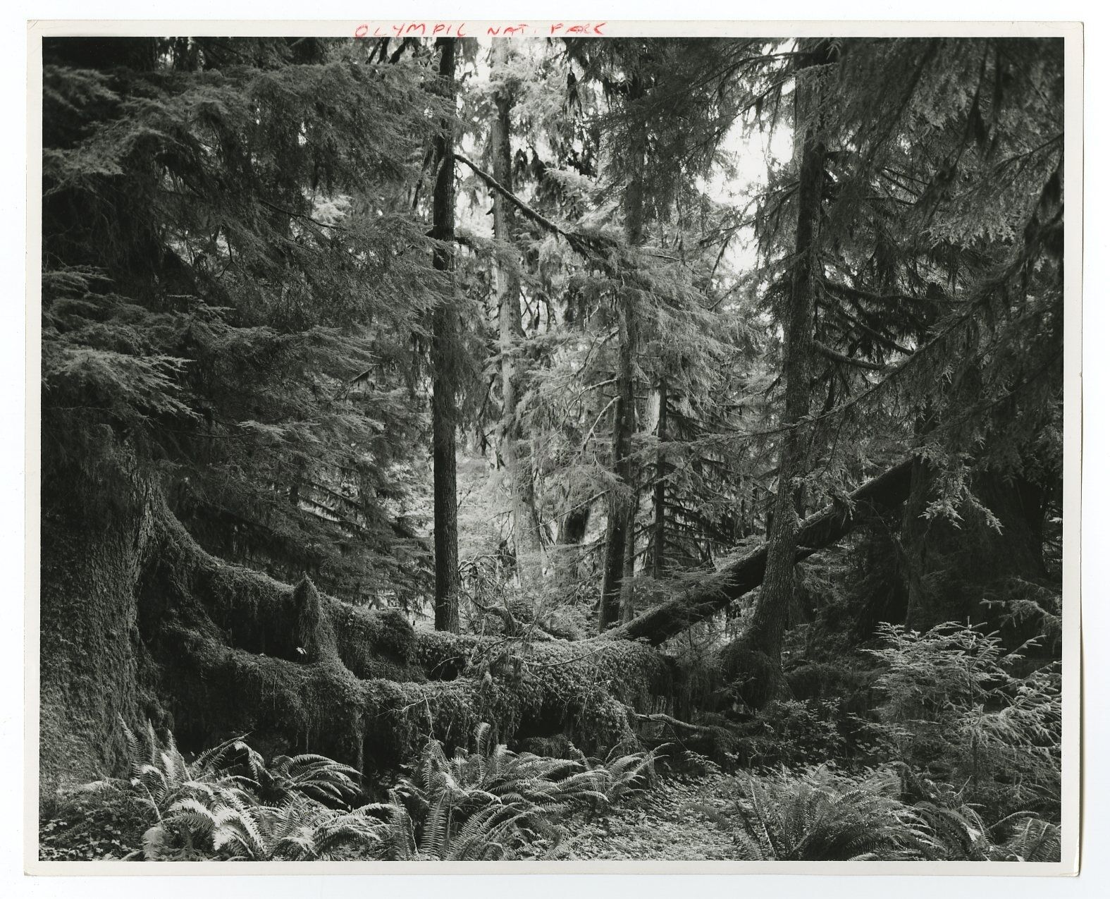 Washington State History - Olympic National Park - Vintage 8x10 Photo Poster painting