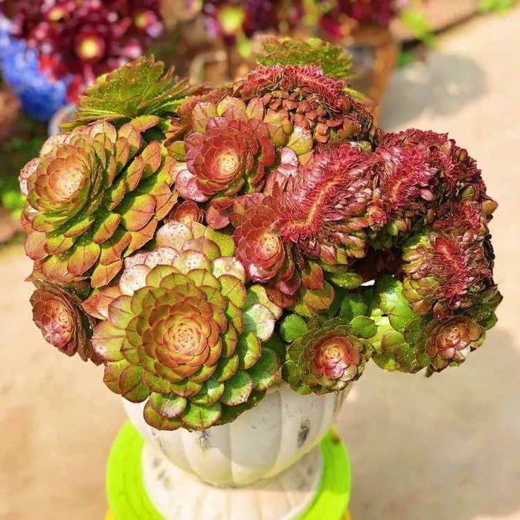 351. Halloween crested cutting 6cm/ Aeonium cutting/ Succulent plants / Garden landscape / Carefully select healthy plants