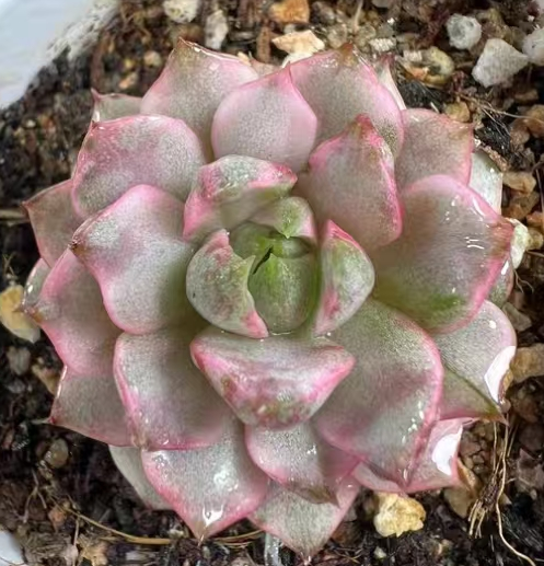 plant Aeonium Echeveria Haworthia  Caudex  Lithops Cactus  Agave 