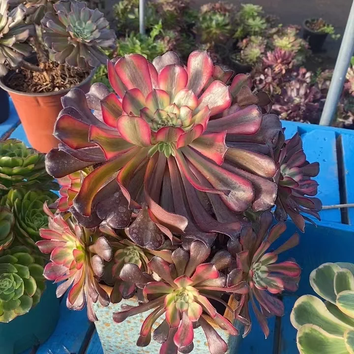 330.  Moon Chan cluster 18-22cm 8 heads / Aeonium cluster / Succulent plants / Garden landscape / Carefully select healthy plants
