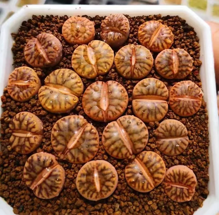 plant Aeonium Echeveria Haworthia  Caudex  Lithops Cactus  Agave 