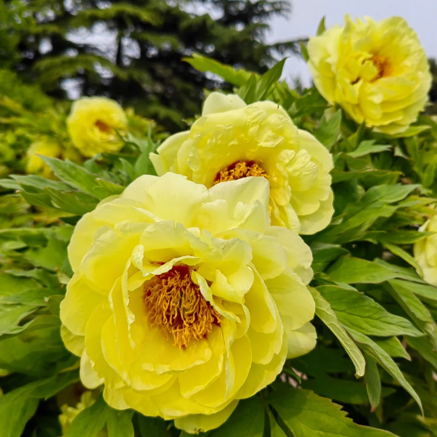 🌺PEONY FLOWER SEEDS