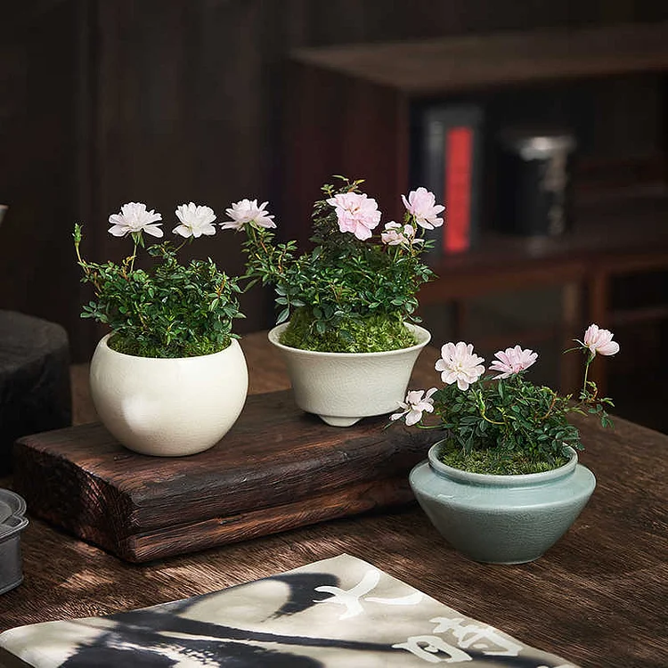 Rosa Chinensis Minima (Miniature Rose) Seeds