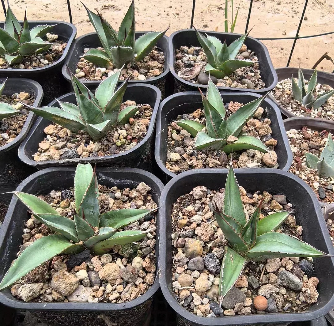 plant Aeonium Echeveria Haworthia  Caudex  Lithops Cactus  Agave 