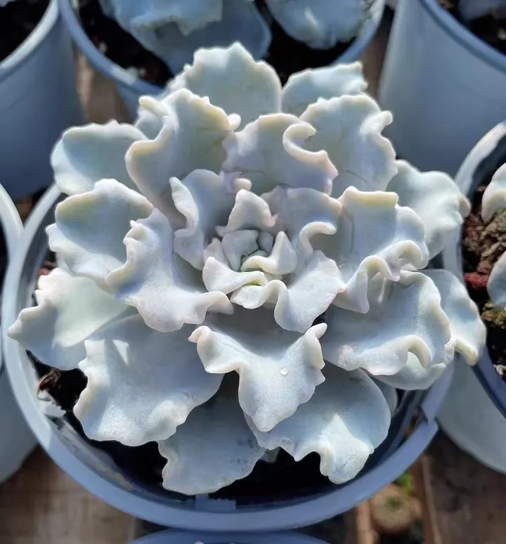 plant Aeonium Echeveria Haworthia  Caudex  Lithops Cactus  Agave 