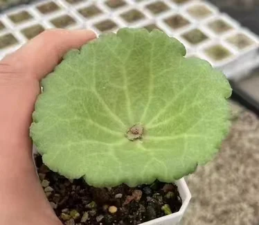 plant Aeonium Echeveria Haworthia  Caudex  Lithops Cactus  Agave 