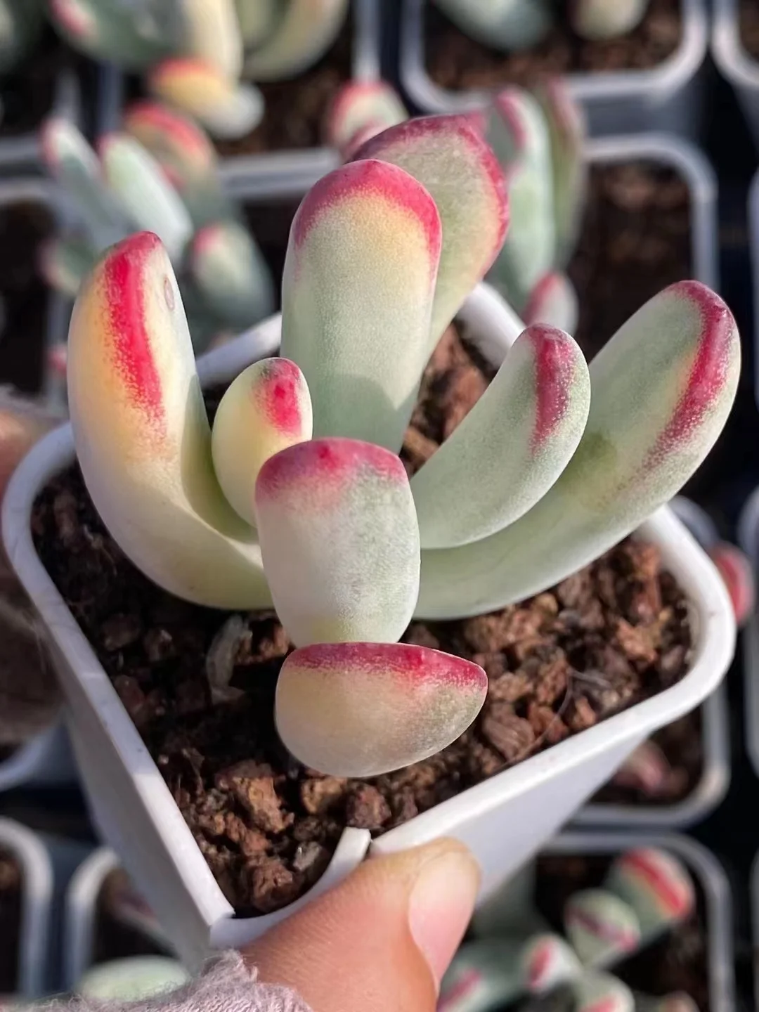 402. Cotyledon Orbiculata CV.long Leaf Variegated single head  4cm / Echeveria / Succulent plants / Garden landscape / Carefully select healthy plants