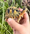 Tortoise Tortoise Model Resin Yada Angoloka Radiated Tortoise Ornaments Landscaping