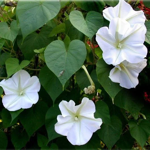 MOONFLOWER SEEDS