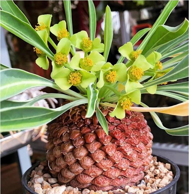 821.Euphorbia bupleurifolia 3-4cm / Caudex  / Succulent plants / Garden landscape / Carefully select healthy plants