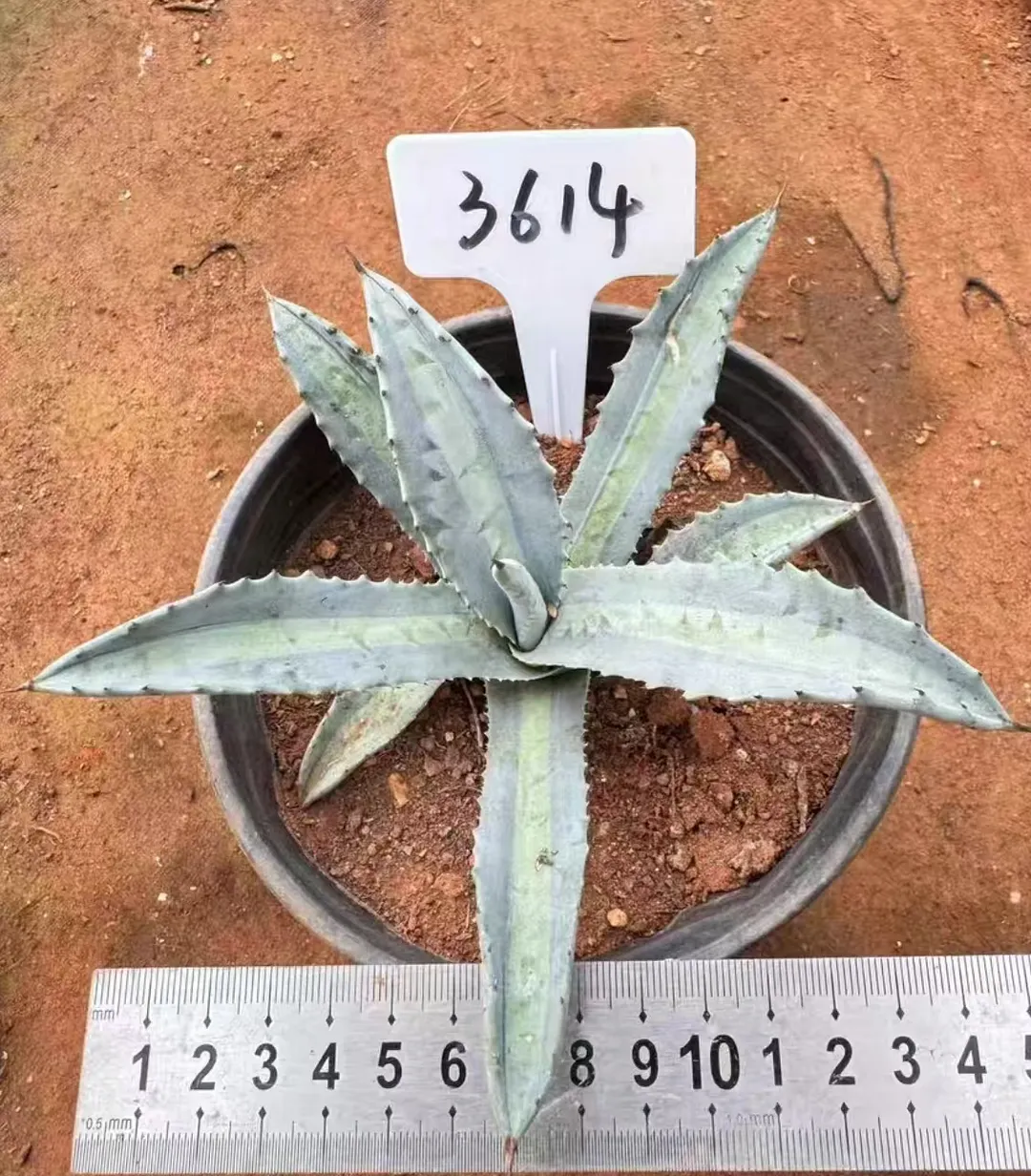 plant Aeonium Echeveria Haworthia  Caudex  Lithops Cactus  Agave 