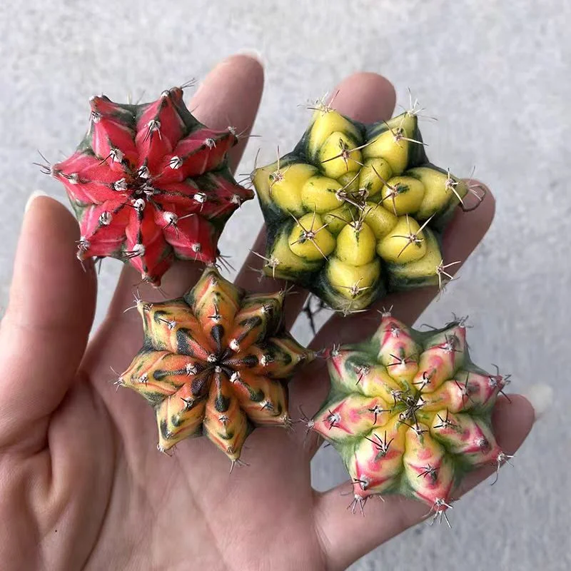 632.  Miha brocade  3-5cm /Cactus plants /Succulent plants/ Garden landscape / Carefully select healthy plants