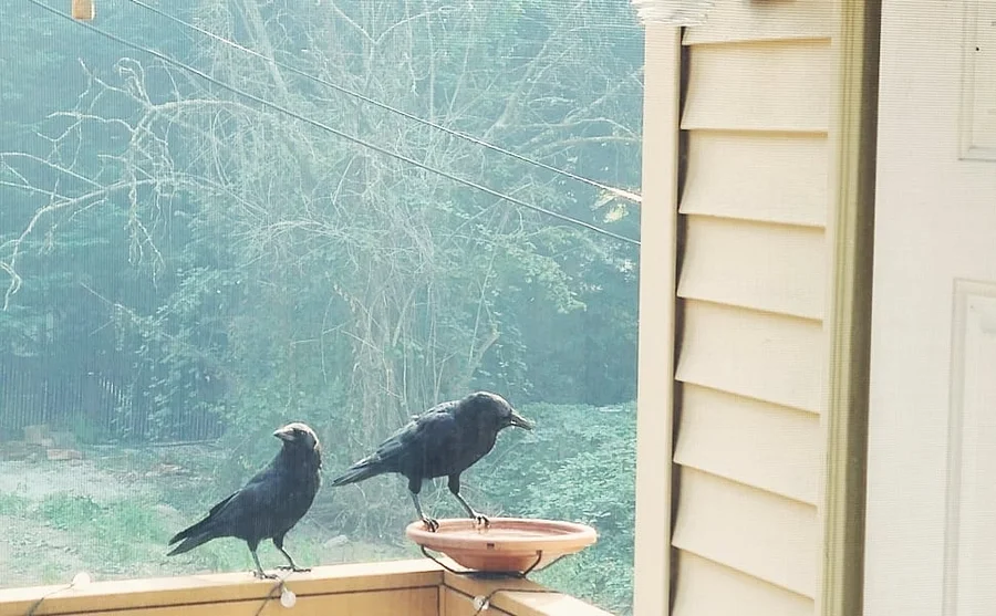 Bird Bath Deck Mounted Bowl Balcony Railing Birdbaths Fence Clamp Bird Bath Deck Mounted Bowl Balcony Railing Birdbaths Fence Clamp