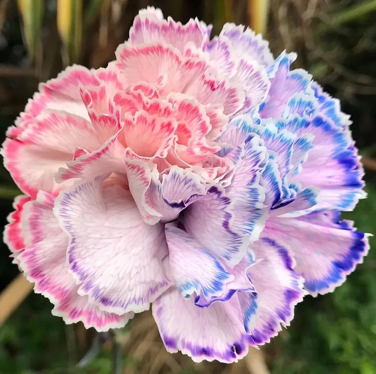 Multi-color Carnation Seeds