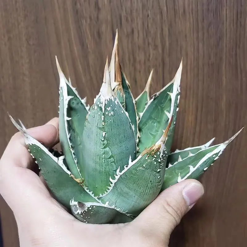 plant Aeonium Echeveria Haworthia  Caudex  Lithops Cactus  Agave 