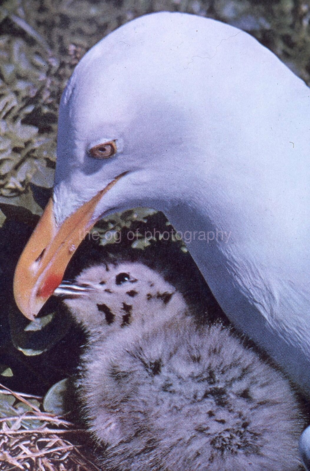 HERRING GULL FEEDING 35mm SLIDE BIRD Vintage COLOR Photo Poster painting 15 T 19 E
