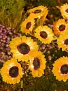 Solar Powered 3/6Head Sunflower Lights Smart Sensor Waterproof Landscape Lights Weather Proof Simulation Sunflower Decorative Lamp for Garden Lawn Courtyard Decor