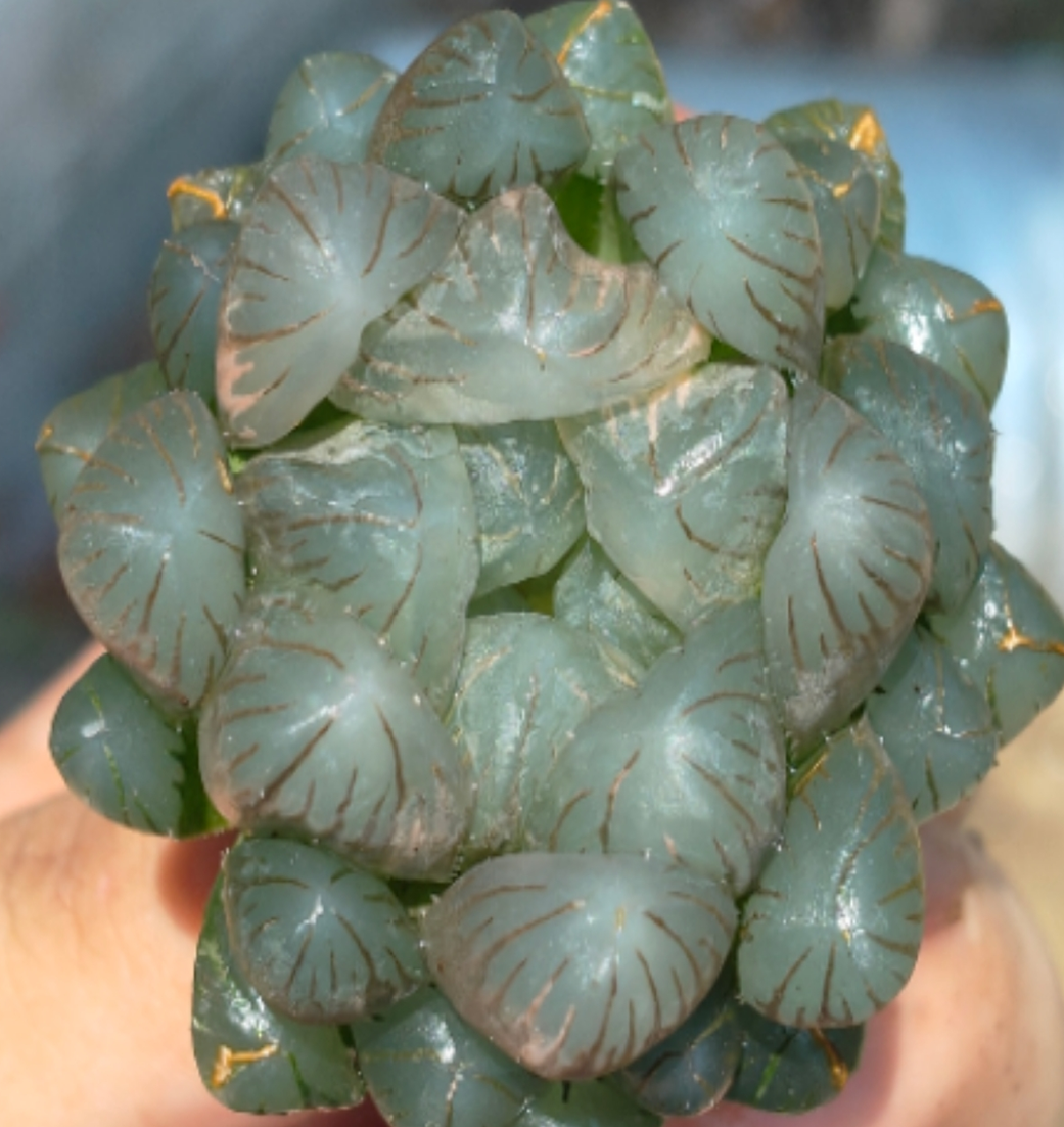 plant Aeonium Echeveria Haworthia  Caudex  Lithops Cactus  Agave 