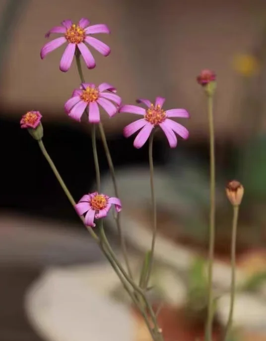 plant Aeonium Echeveria Haworthia  Caudex  Lithops Cactus  Agave 