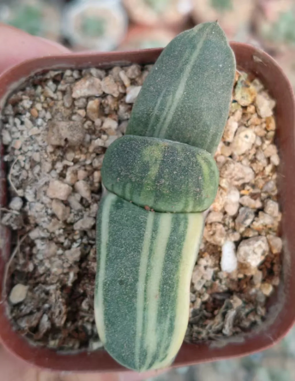onestock.Gasteriea armstrongii f.variegata 5cm/ Haworthia/ Succulent plants / Garden landscape / Carefully select healthy plants