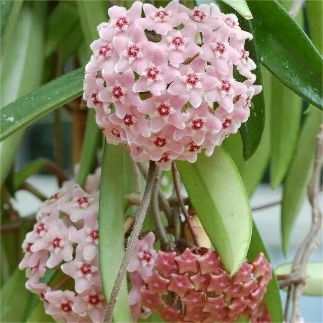 Hoya Seeds - Stars falling from the sky✨