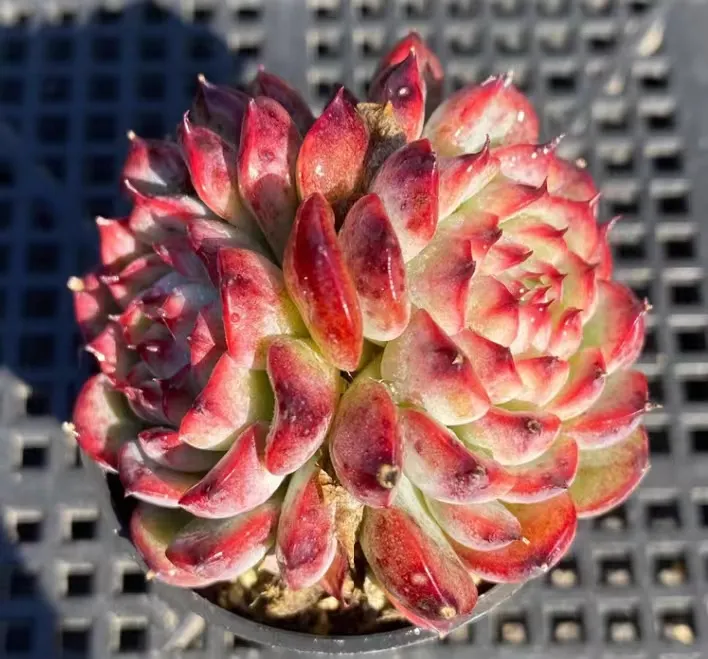 plant Aeonium Echeveria Haworthia  Caudex  Lithops Cactus  Agave 