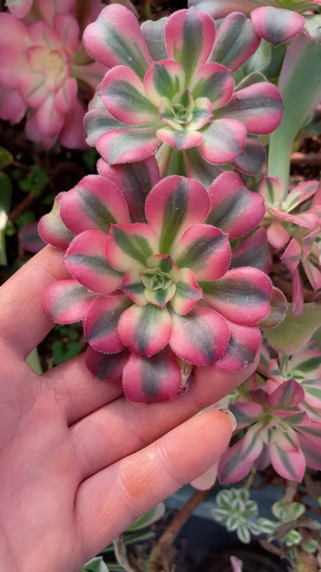 plant Aeonium Echeveria Haworthia  Caudex  Lithops Cactus  Agave 