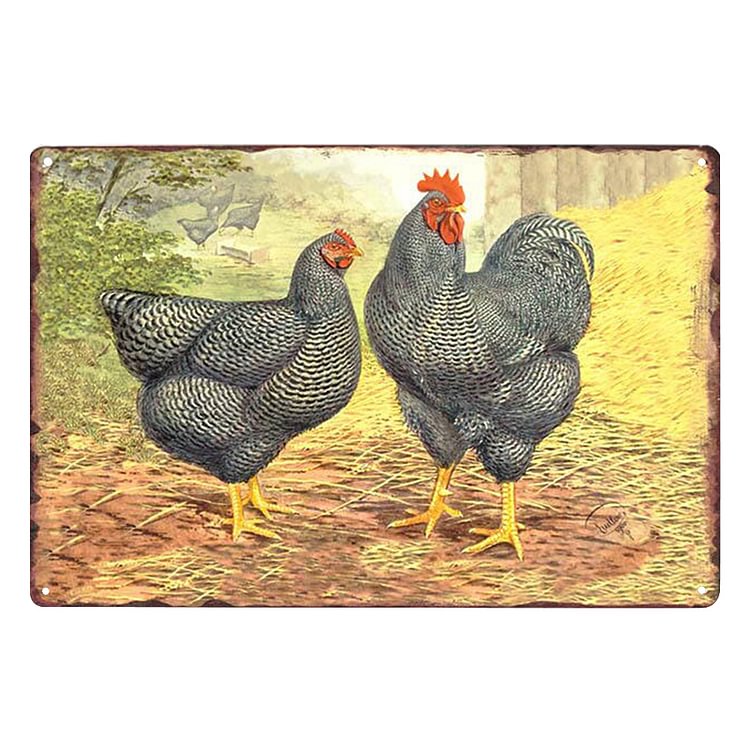 Black Feather Chickens - Vintage Tin Signs/Wooden Signs - 7.9x11.8in & 11.8x15.7in