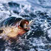Sinking Wobblers Fishing Lures 10cm 16g Multi Jointed Swimbait Artificial Bait