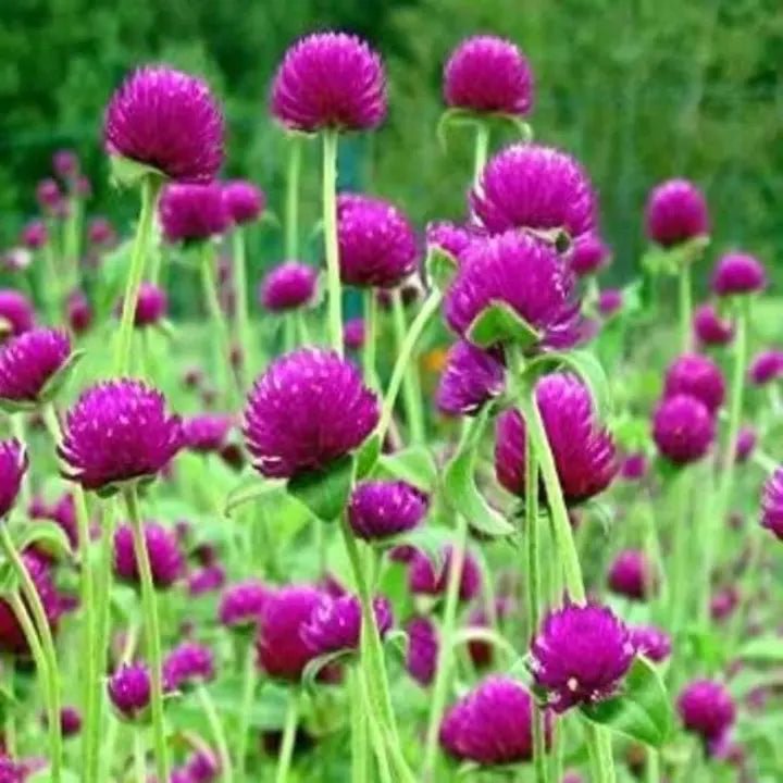 Purple Globe Amaranth Seeds, Gomphrena