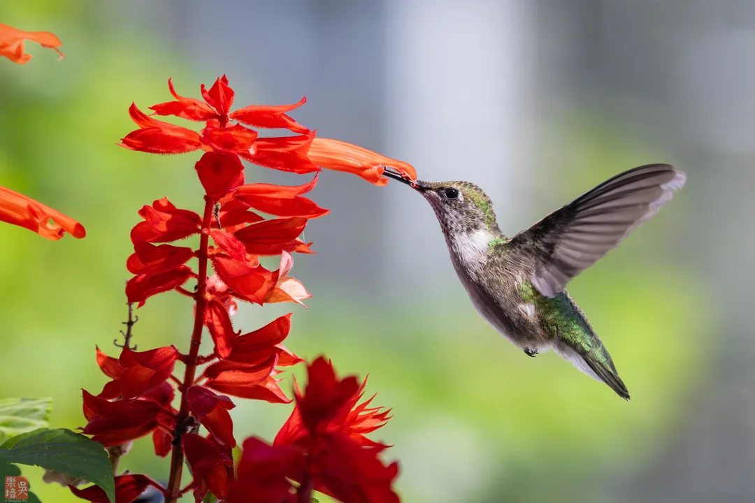 How to Tell if a Hummingbird Is Male or Female — Unlocking the Secrets of These Tiny