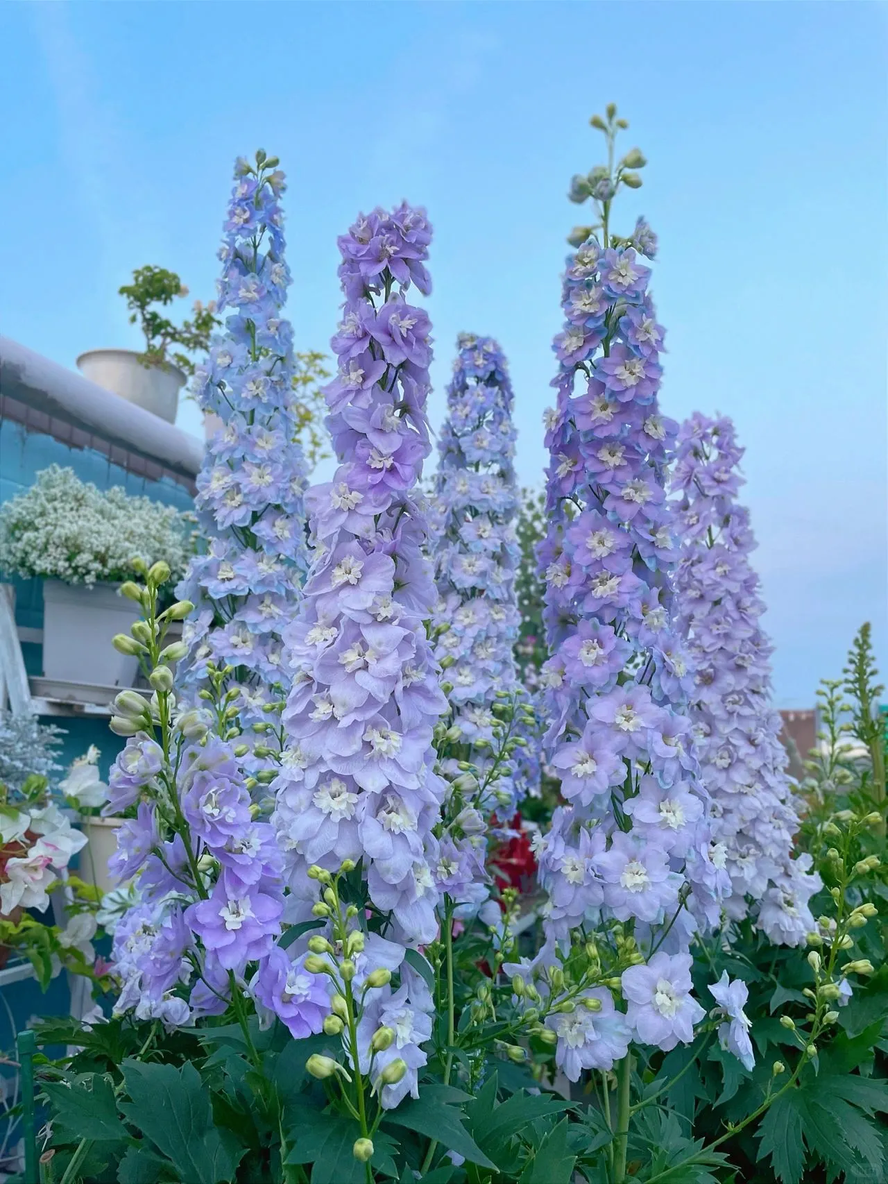 Delphinium Seeds-Mixed 7 Colors